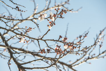 Bulgarien, Zweige eines blühenden Aprikosenbaums - DEGF000665