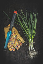 Strauß Frühlingszwiebeln, Gartenhandschuhe, Gartenwerkzeug und Erde auf dunklem Holz - DEGF000668