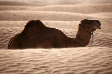 Tunesien, Dromedar in der Wüste - DSGF001078