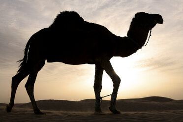 Tunesien, Dromedar in der Abenddämmerung in der Wüste Sahara - DSGF001082