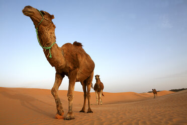Tunesien, Wüste Sahara, Dromedare - DSGF001083
