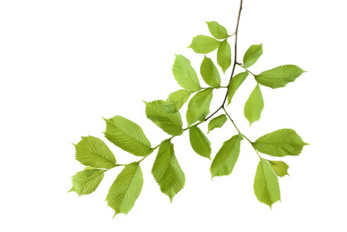 Elm, Ulmus minor, Ulmaceae, leaves against white background - RUEF001645