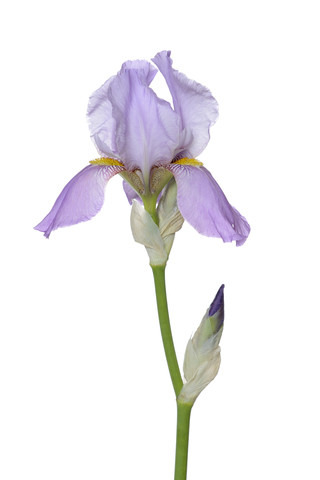 Irisblüte und Knospe, weißer Hintergrund, lizenzfreies Stockfoto