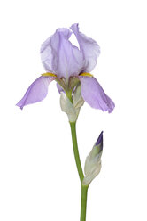 Irisblüte und Knospe, weißer Hintergrund - RUEF001648