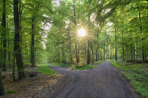 Deutschland, Bayern, Franken, Spessart, Weg im Wald, Sonne mit Sonnenstrahlen, lizenzfreies Stockfoto