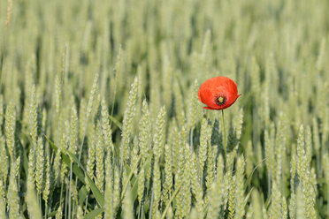 Common poppy, Papaver rhoeas, in wheat field - RUEF001655