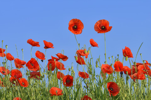 Papaver rhoeas, Gewöhnlicher Mohn, Roter Mohn, gegen einen klaren blauen Himmel, lizenzfreies Stockfoto