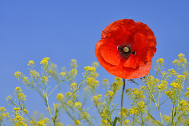 Papaver rhoeas, Gewöhnlicher Mohn, Roter Mohn, gegen einen klaren blauen Himmel - RUEF001657