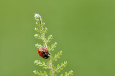 Siebenpunkt-Marienkäfer, Coccinella septempunctata - RUEF001658