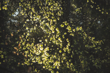 Baum im Frühling - ASCF000520