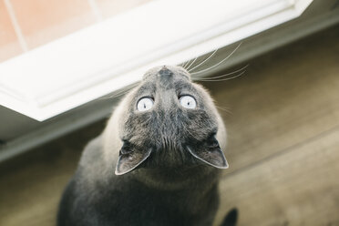 Katze schaut aus dem Fenster - EBSF001269