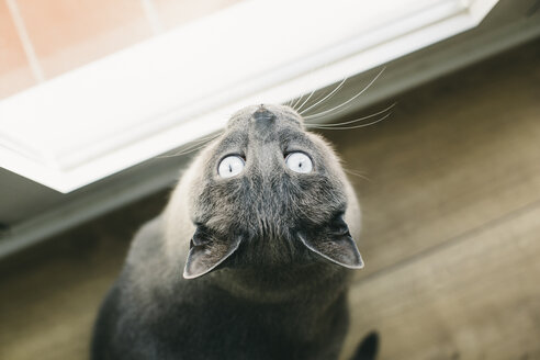 Katze schaut aus dem Fenster - EBSF001269