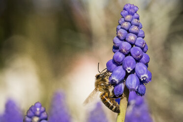 Honigbiene auf Muscari-Blüte - MAUF000337