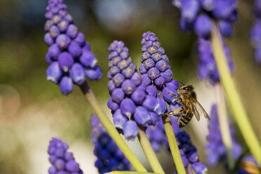 Honigbiene auf Muscari-Blüte - MAUF000338