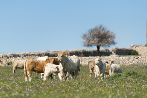 Italien, Sizilien, Ragusa, sizilianische Katzen auf der Wiese - CSTF000993