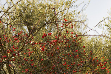 Italy, Sicily, dogrose in front of olive tree - CSTF000994