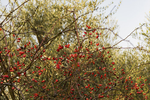 Italien, Sizilien, Heckenrose vor einem Olivenbaum - CSTF000994