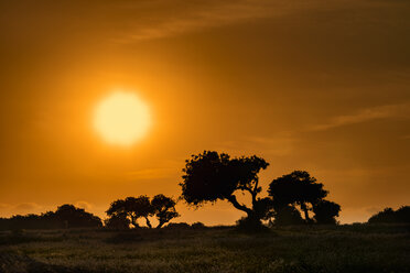 Sizilien, Johannisbrotbäume bei Sonnenuntergang - CSTF000995