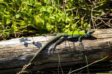 Italy, Sicily, ruin lizard, Podarcis siculus - CSTF001000