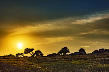 Sizilien, Johannisbrotbäume bei Sonnenuntergang - CSTF001002