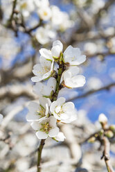 Blüten eines Mandelbaums, Nahaufnahme - CSTF001004