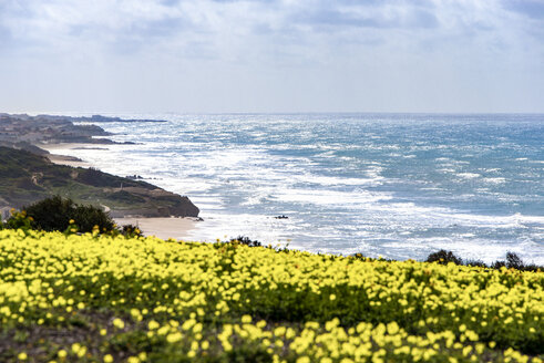 Italy, Sicily, Coast, blooming plants, bermuda buttercup - CSTF001020