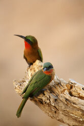 Red-throated bee-eaters, Merops bullocki - DSGF001088