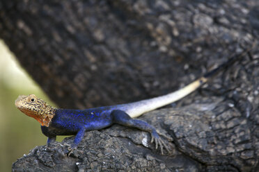 Stadtagame, Agama agama, Männchen - DSGF001091