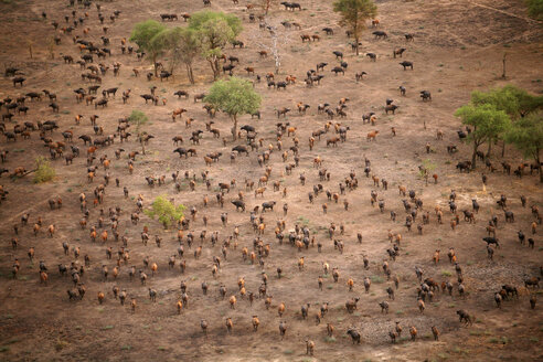 Tschad, Zakouma-Nationalpark, Luftaufnahme einer Herde afrikanischer Büffel, in Bewegung - DSGF001096