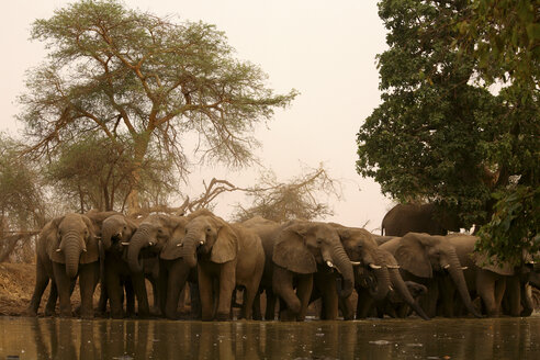 Tschad, Elefanten am Wasserloch - DSGF001099