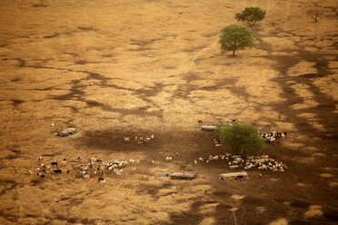 Tschad, Zakouma-Nationalpark, Nomaden mit ihren Kuhherden um Gara - DSGF001106