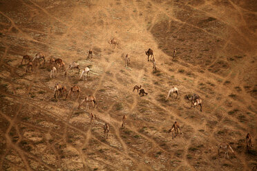 Chad, Zakouma National Park, Aerial view of camels in savannah - DSGF001107