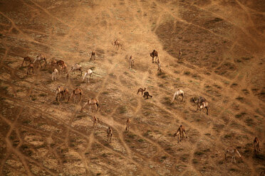 Tschad, Zakouma-Nationalpark, Luftaufnahme von Kamelen in der Savanne - DSGF001107