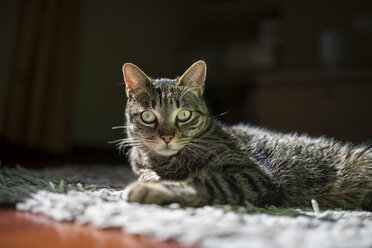 Porträt einer Katze, die zu Hause auf einem Teppich liegt - RAEF000938