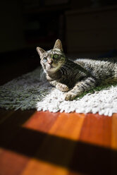 Porträt einer getigerten Katze, die sich zu Hause auf einem Teppich ausruht - RAEF000939