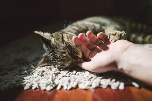 Männliche Hand streichelt getigerte Katze - RAEF000940