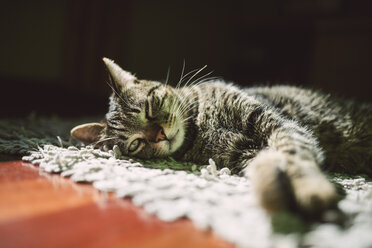 Porträt einer getigerten Katze, die sich zu Hause auf einem Teppich ausruht - RAEF000941