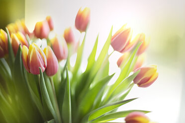 Bunch of tulips - MAEF011384
