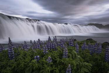 Island, blühende Lupinen am Faxafoss-Wasserfall - PAF001631