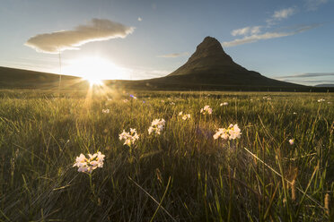 Iceland, Snæfellsnes, mountain and meadow at sunset - PAF001665