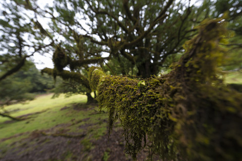 Portugal, Madeira, Fanal, laurel forest stock photo