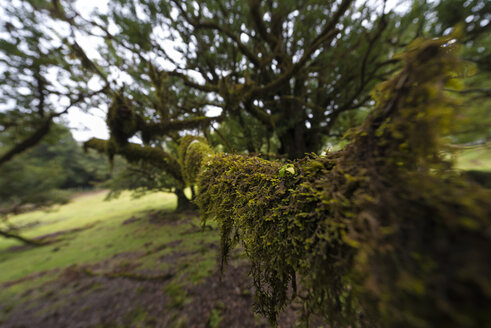 Portugal, Madeira, Fanal, Lorbeerwald - MKFF000274