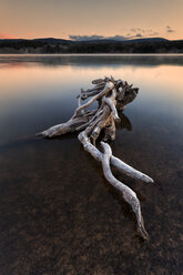 Spain, Soria, root in water of reservoir of La Cuerd la del Pozo - DSGF001110