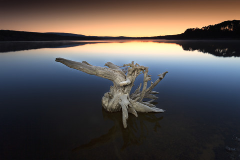Spain, Soria, root in water of reservoir of La Cuerd la del Pozo stock photo