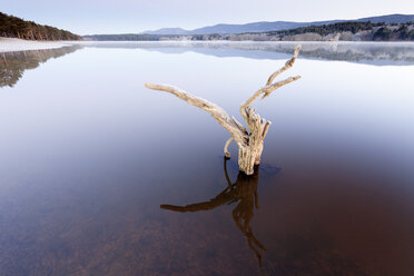 Spain, Soria, root in water of reservoir of La Cuerd la del Pozo - DSGF001115