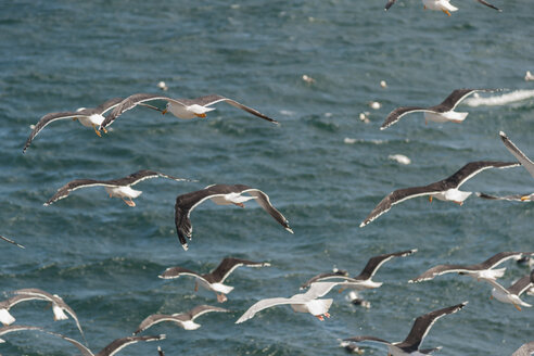 Island, Dreizehenmöwenschwarm über dem Meer - PAF001677