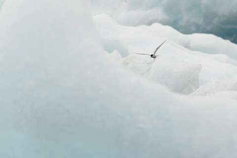 Iceland, stern in ice stock photo