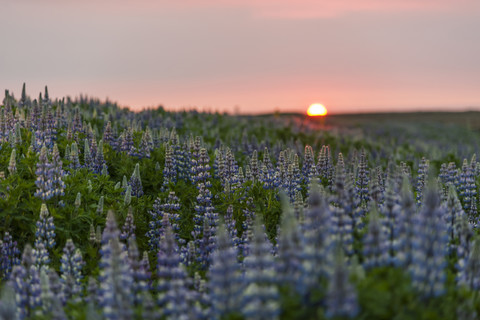 Island, Reykjanes, Lupinen bei Sonnenuntergang, lizenzfreies Stockfoto