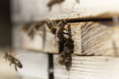 Honeybees in front of hive entrance stock photo
