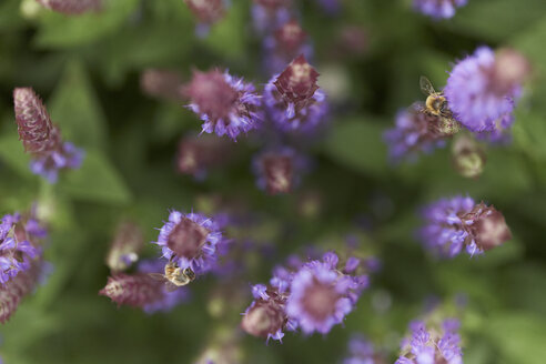 Zwei Bienen auf Lavendelblüten - SABF000048